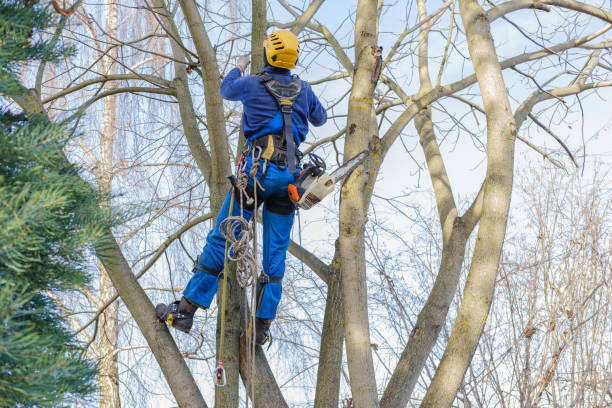 Best Commercial Tree Services  in , OR