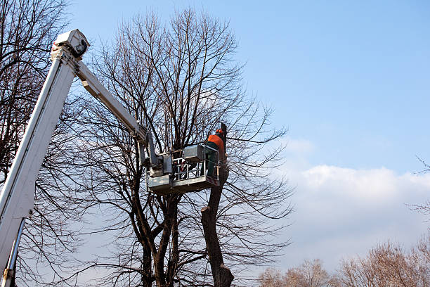 Best Tree Removal  in , OR