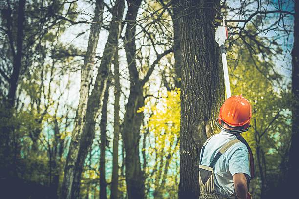 Best Storm Damage Tree Cleanup  in , OR