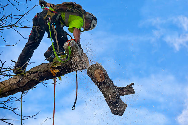 Best Stump Grinding and Removal  in , OR